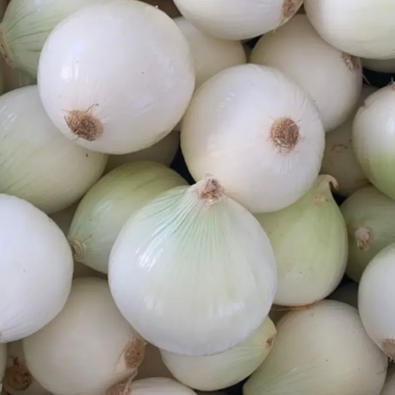 Cebolla Blanca