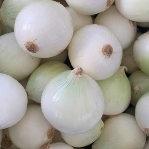 Cebolla Blanca