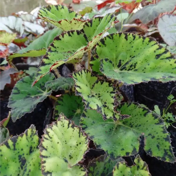 Begonia Pestañas de Mujer  (bolsa)