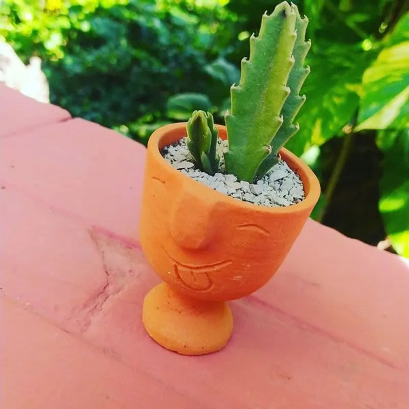 Cactus y Suculentas