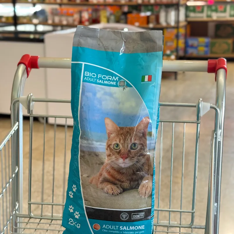 Pienso de salmón para gatos