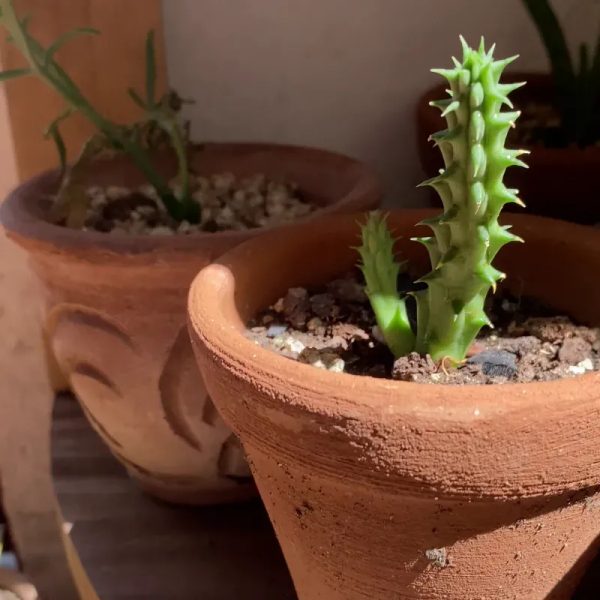 Cactus 