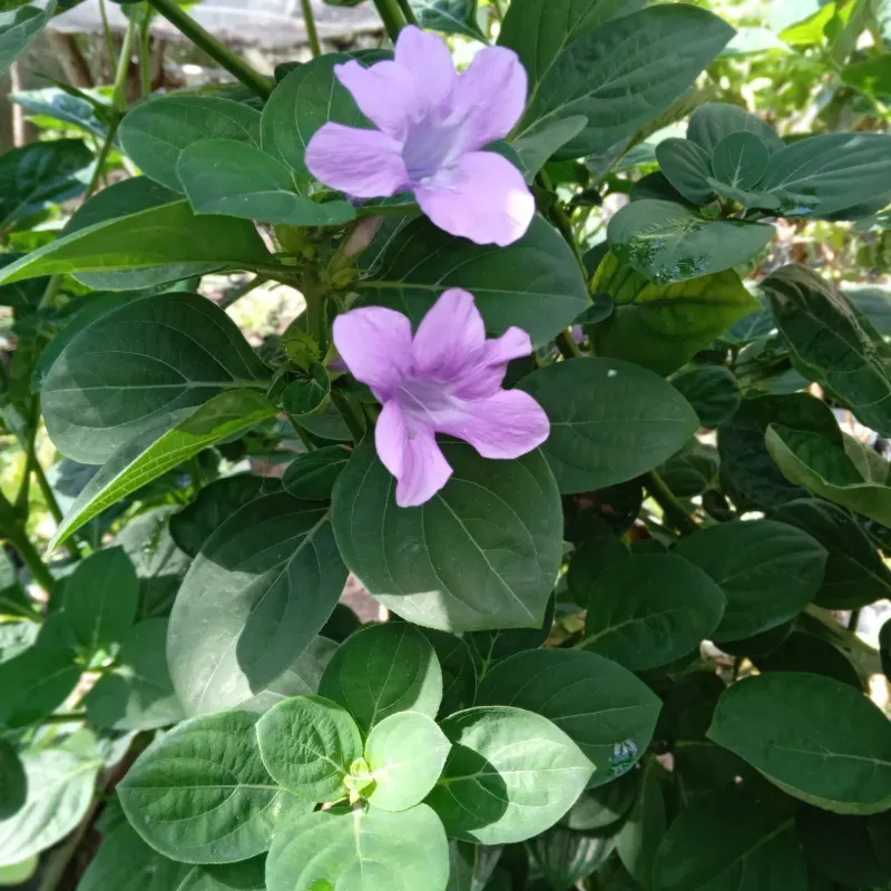 Violeta filipina (Barleria cristata)