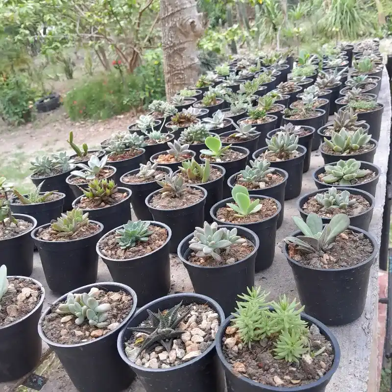 Suculentas sembradas en macetas plásticas