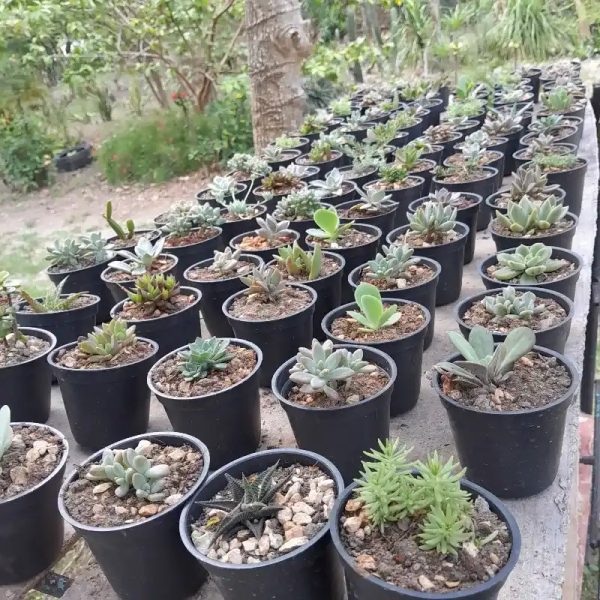 Suculentas sembradas en macetas plásticas