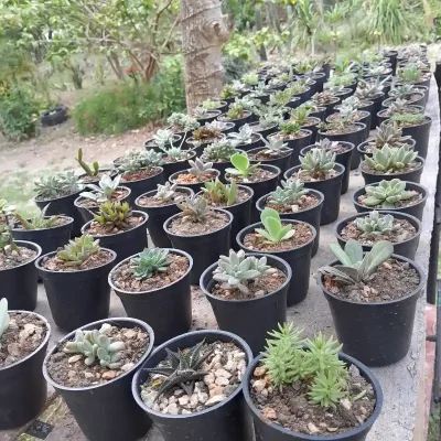 Suculentas sembradas en macetas plásticas
