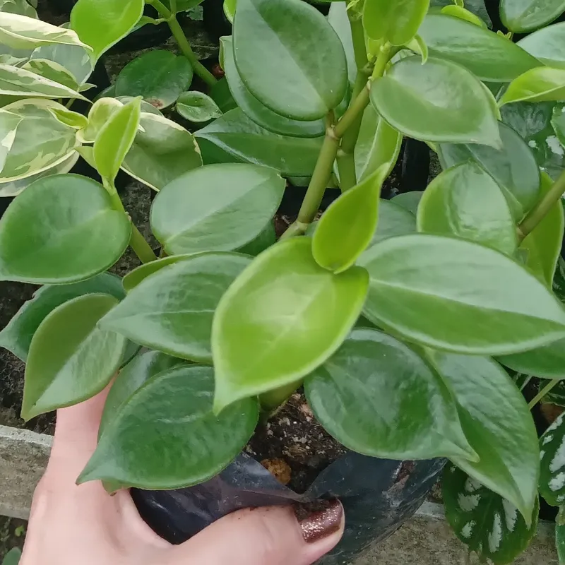 Peperomia  Colgante verde