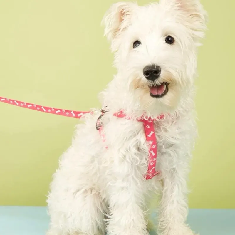 PECHERAS CON CORREA DE CINTA