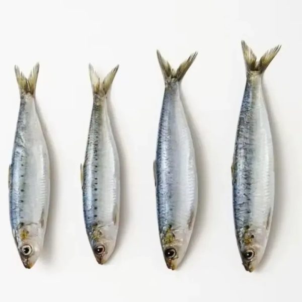 SARDINA C/20 KG 1000295 PRECIO 4.43