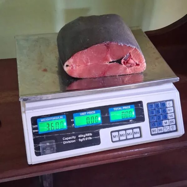 Pescado Aguja