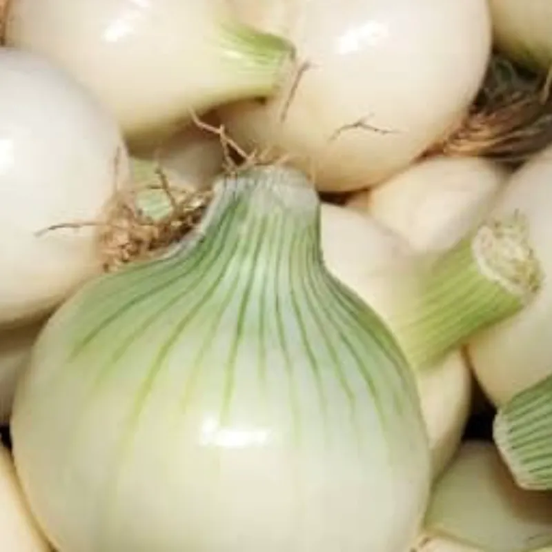 Cebolla