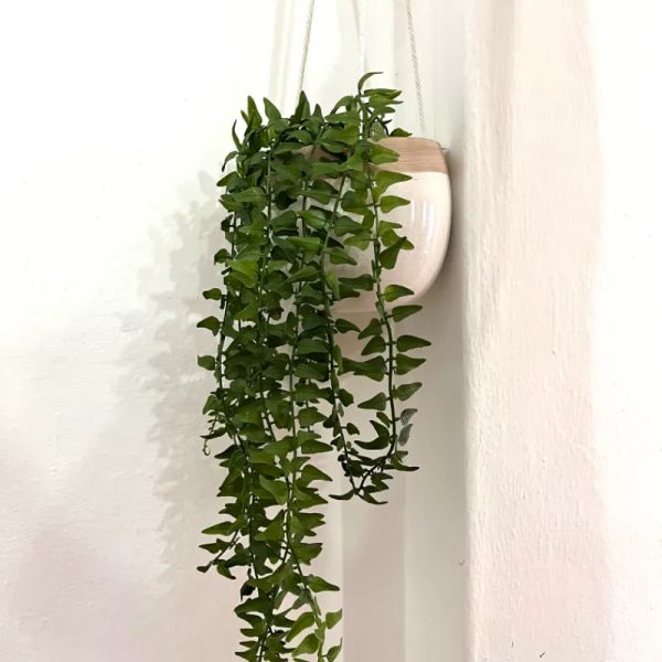 Planta colgante