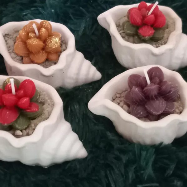 Cactus en caracol