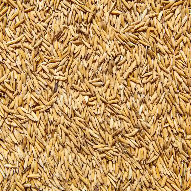 Arroz en Cáscaras para Aves