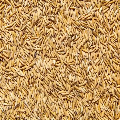 Arroz en Cáscaras para Aves