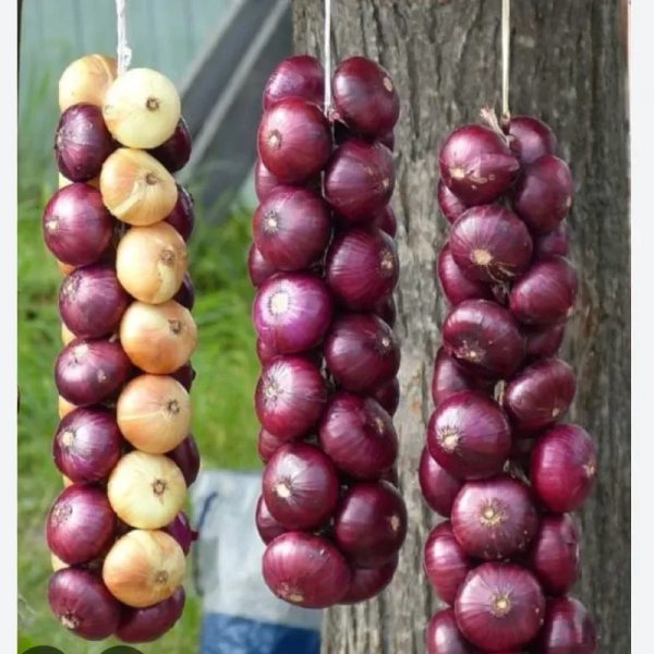 Cebolla