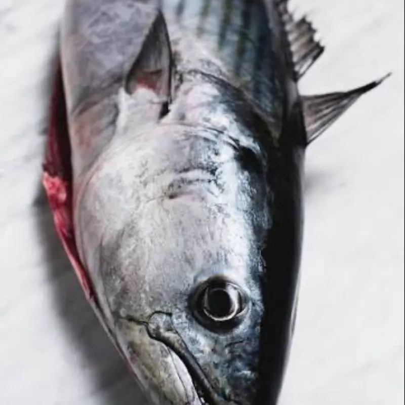 Pescado Bonito