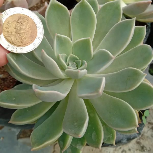 Echeveria