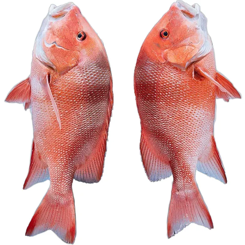 Pescado de Mar Entero y Limpio de Altamar - 7 libras  *Pargo del Alto