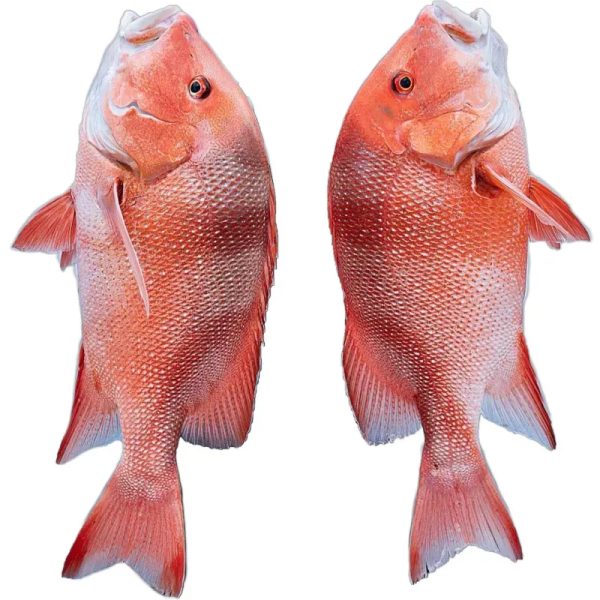 Pescado de Mar Entero y Limpio de Altamar - 7 libras  *Pargo del Alto