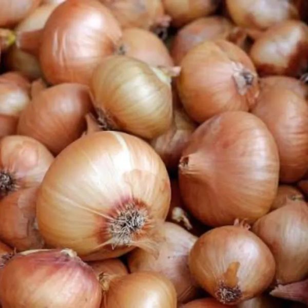 CABEZA CEBOLLA SUELTA