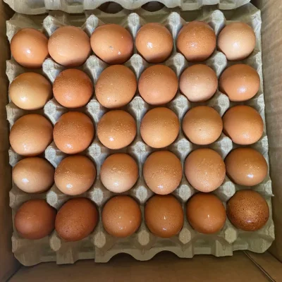 Cartón de huevos