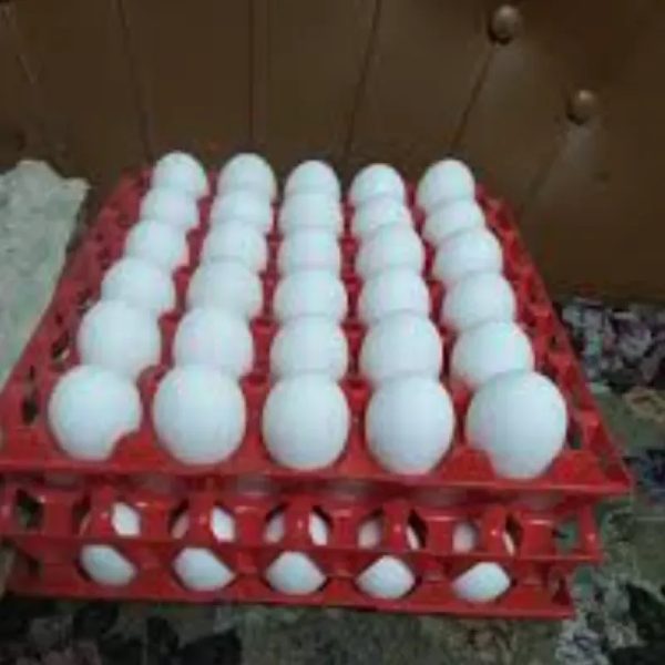 Huevos