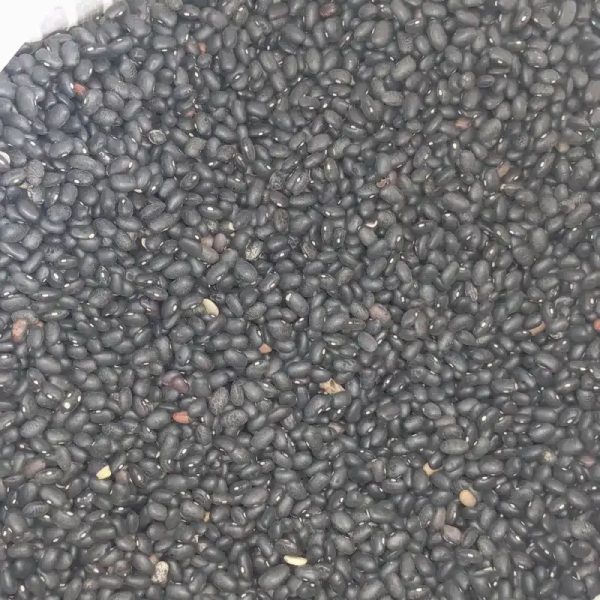 Frijol negro x LB