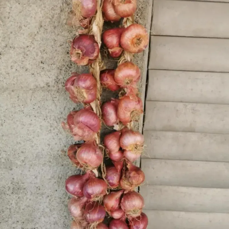 Pata de cebollas