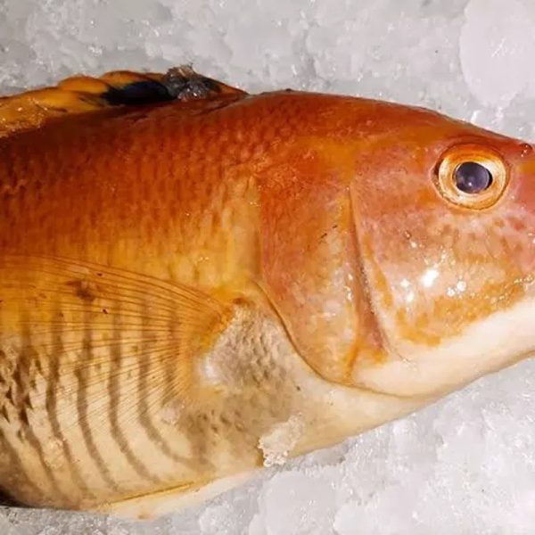 Pargo ( perro)