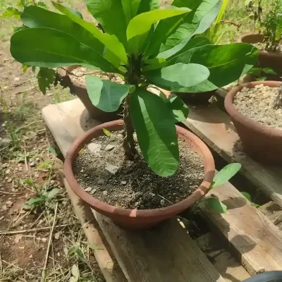 Coronas de Cristo sembradas