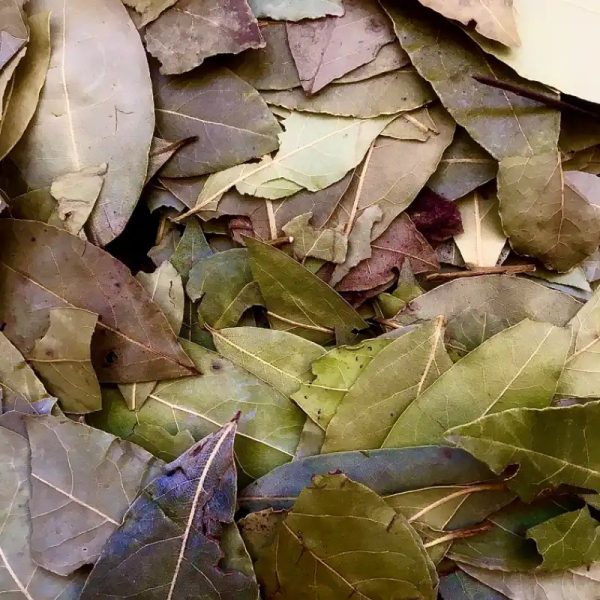  Laurel