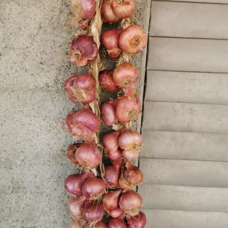 pata de cebolla