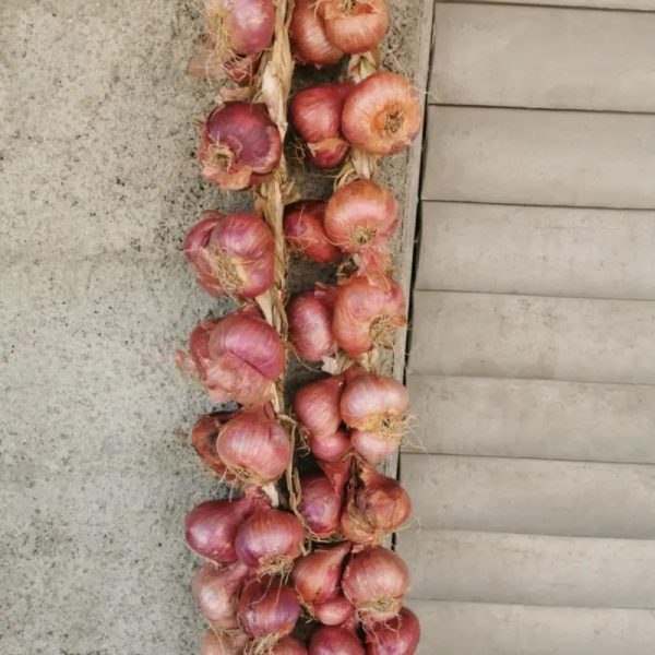 pata de cebolla