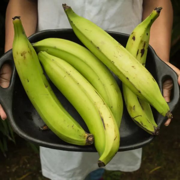 Plátano (2 lb)