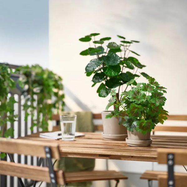 Maceta tipo aralia