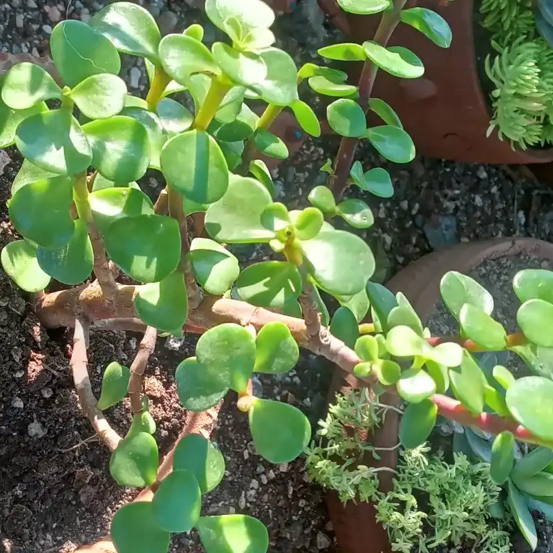 Portulacaria Afra o Jade