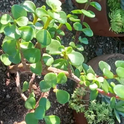Portulacaria Afra o Jade