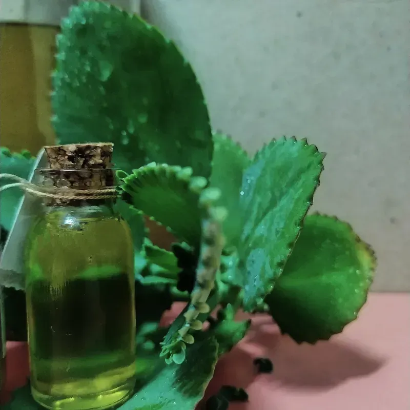 Oleato de Kalanchoe