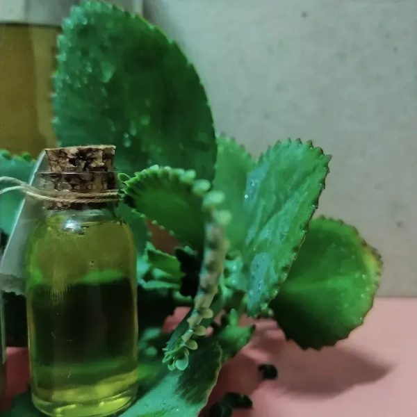Oleato de Kalanchoe