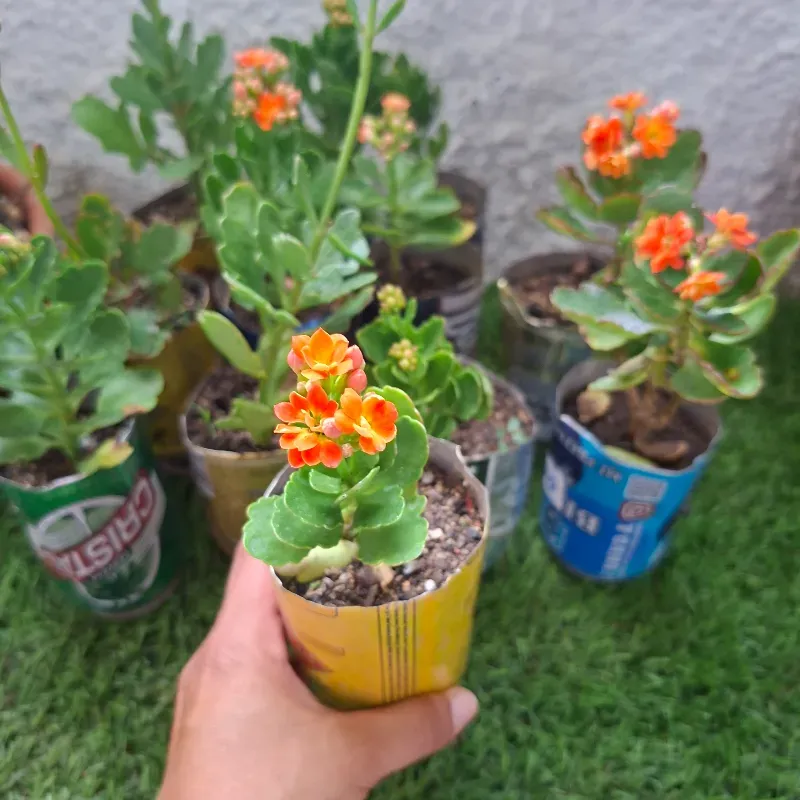 Kalanchoes