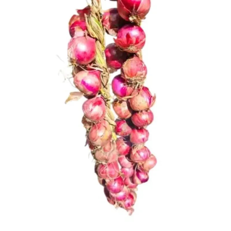 Pata de Cebolla corojo