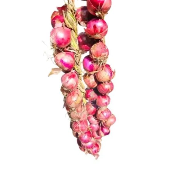 Pata de Cebolla corojo