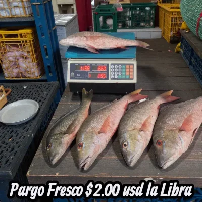 Pescado Pargo Entero