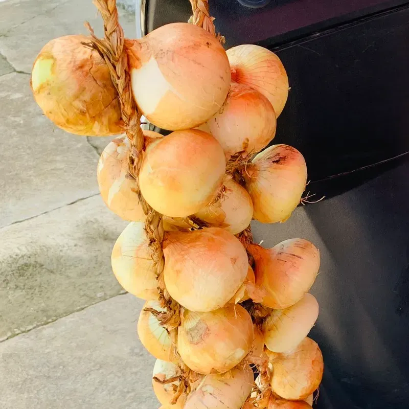 Pata de Cebollas