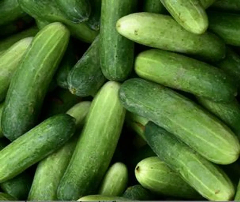 Pepino