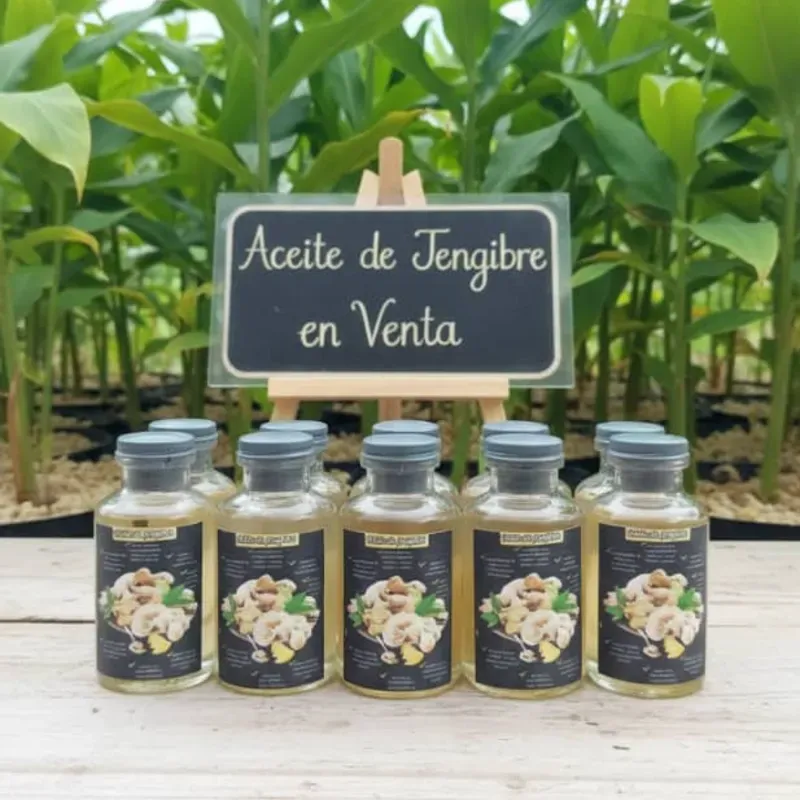 ACEITE DE JENGIBRE ✨