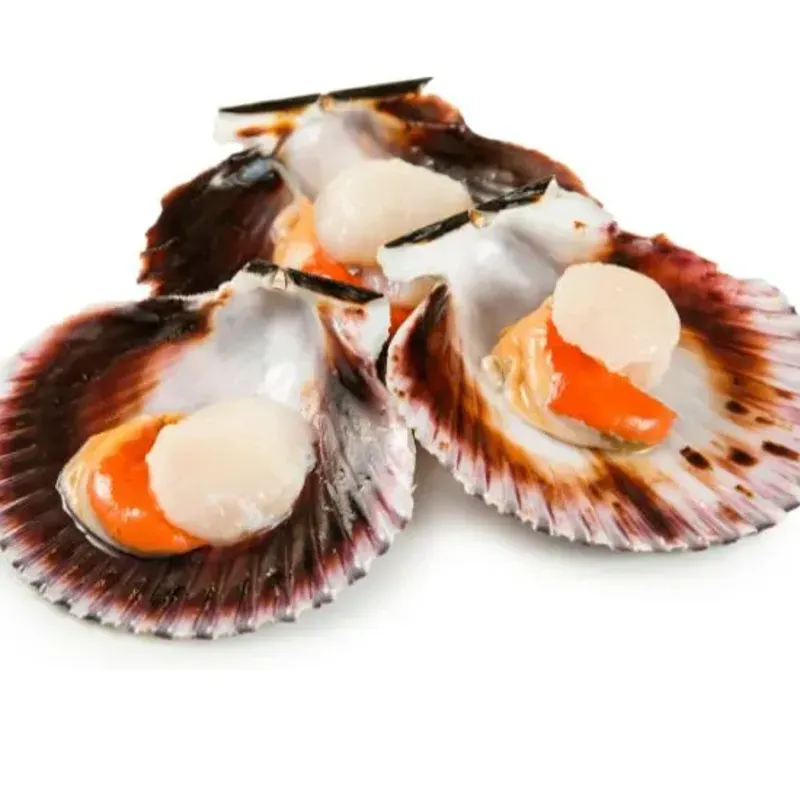 ZAMBURIÑA 1/2 CONCHA GOURMET BOLSAS 50X100 GR 1001487 PRECIO 4.93