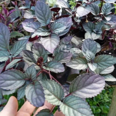 tornasol (Hemigrafhis Alternata)