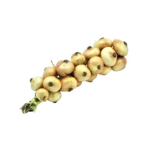 Cebolla